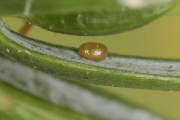 Eupithecia intricata: Bild 3