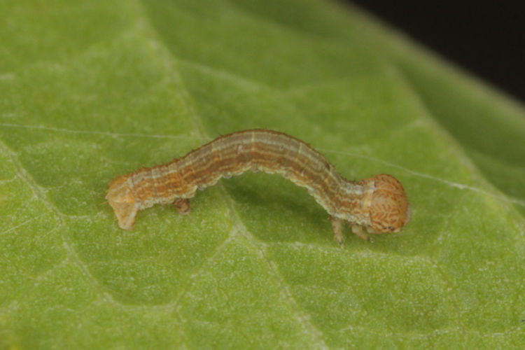 Eupithecia intricata: Bild 4