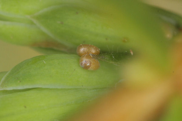 Eupithecia intricata: Bild 5