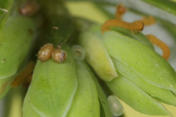 Eupithecia intricata: Bild 6