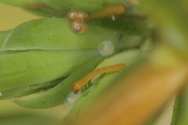 Eupithecia intricata: Bild 7