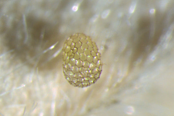 Idaea aureolaria: Bild 1