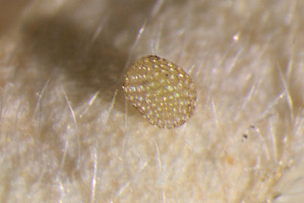 Idaea aureolaria: Bild 2