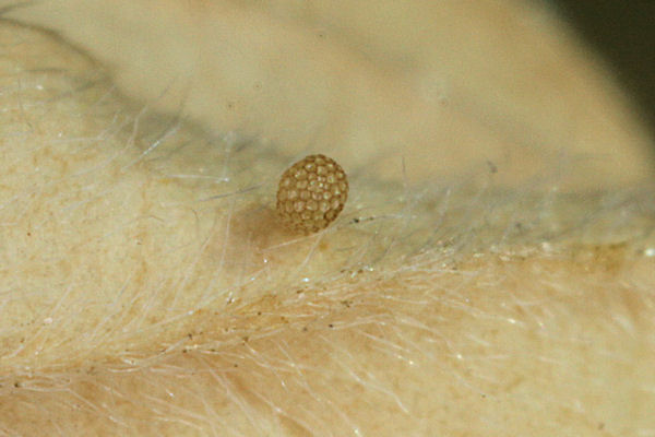 Idaea aureolaria: Bild 3