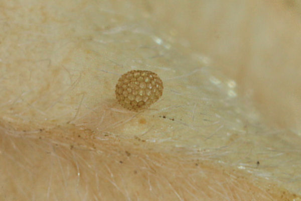 Idaea aureolaria: Bild 4