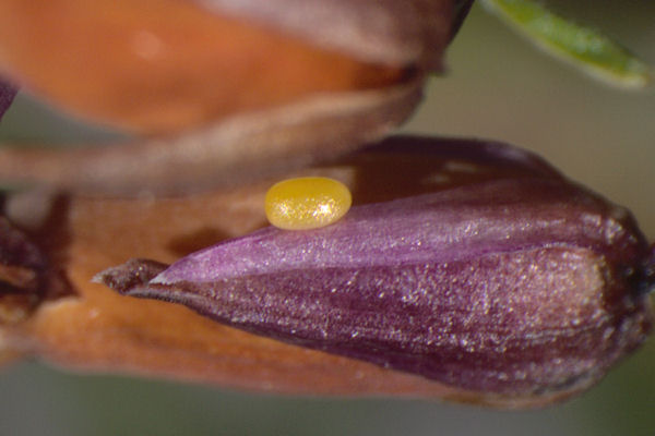 Eupithecia nanata: Bild 1