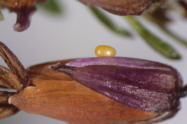 Eupithecia nanata: Bild 2