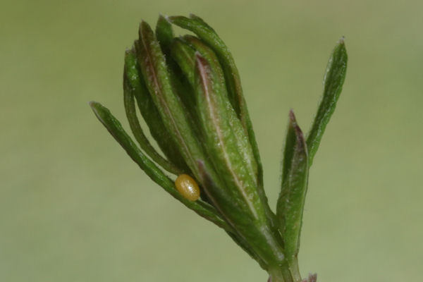 Eupithecia nanata: Bild 4