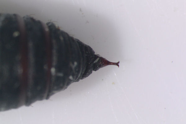 Stegania trimaculata: Bild 41