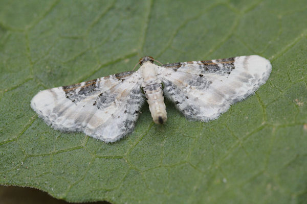Eupithecia gratiosata: Bild 1