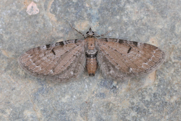 Eupithecia absinthiata: Bild 4