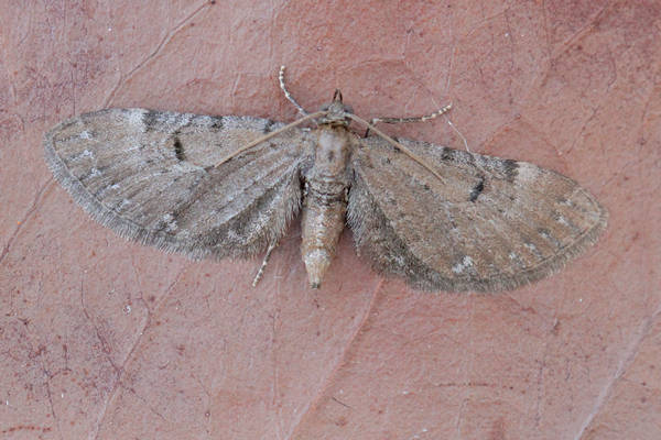Eupithecia absinthiata: Bild 8