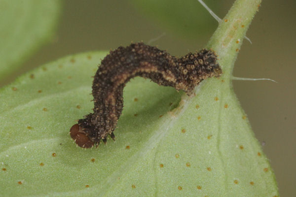 Idaea filicata: Bild 30