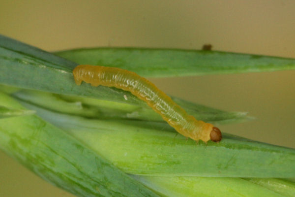 Eupithecia intricata: Bild 8