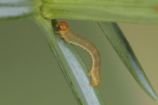 Eupithecia intricata: Bild 10