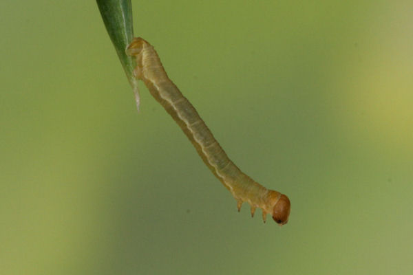 Eupithecia intricata: Bild 12