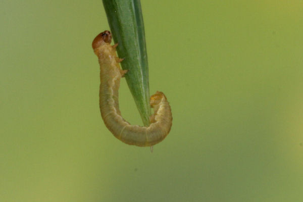 Eupithecia intricata: Bild 13