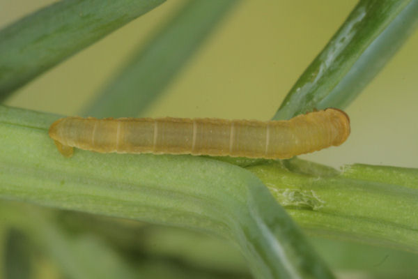 Eupithecia intricata: Bild 14