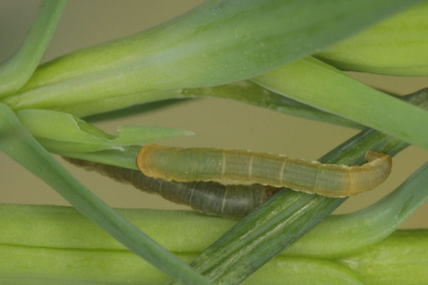 Eupithecia intricata: Bild 16