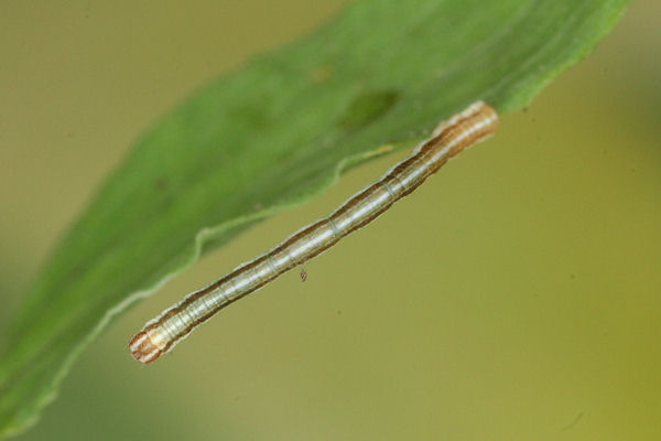 Lythria purpuraria: Bild 15