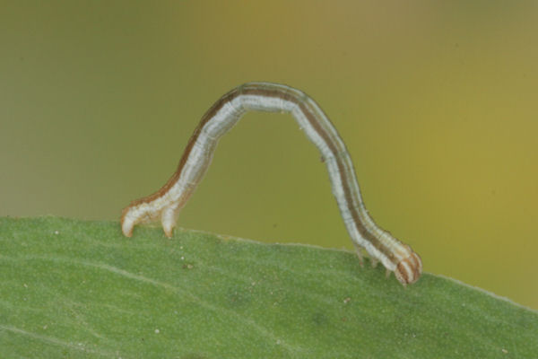 Lythria purpuraria: Bild 16