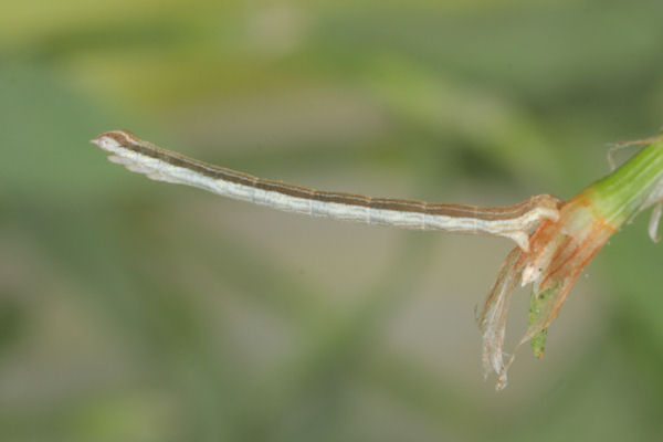 Lythria purpuraria: Bild 19