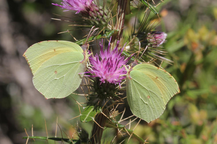 Gonepteryx cleopatra italica: Bild 15