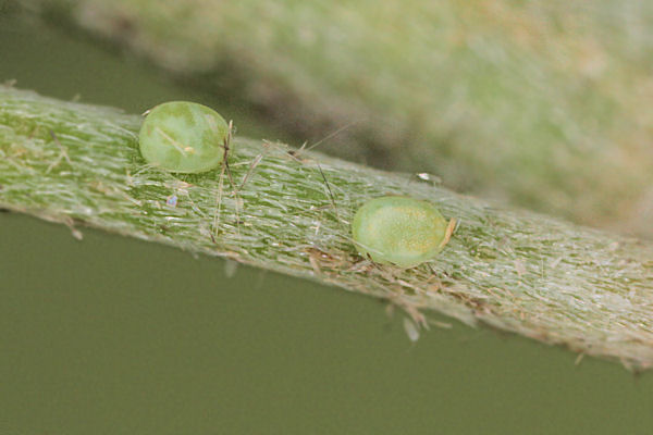 Pseudoterpna coronillaria: Bild 3