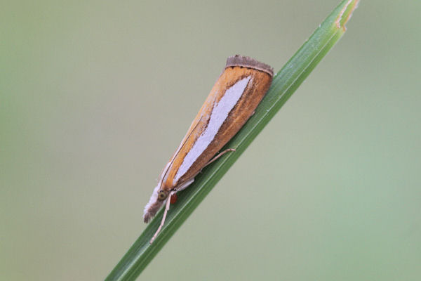 Catoptria margaritella: Bild 6