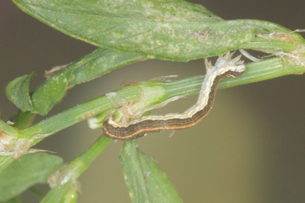 Lythria purpuraria: Bild 26