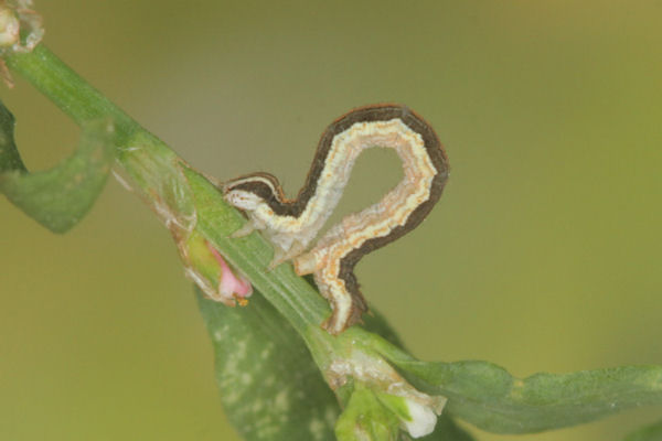Lythria purpuraria: Bild 27