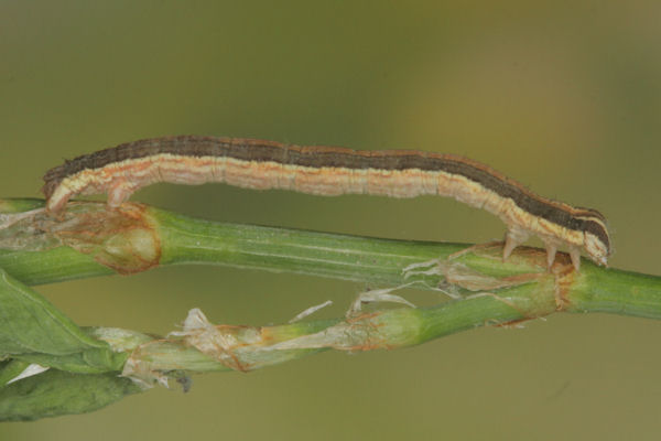 Lythria purpuraria: Bild 28