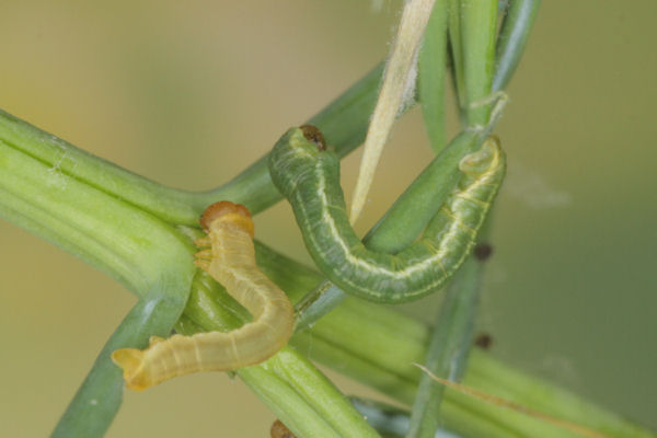 Eupithecia intricata: Bild 21