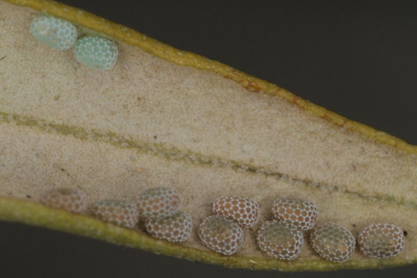 Menophra japygiaria: Bild 4