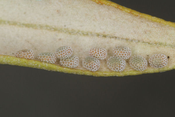 Menophra japygiaria: Bild 5