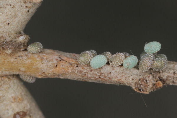 Menophra japygiaria: Bild 6