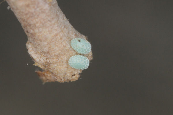 Menophra japygiaria: Bild 7