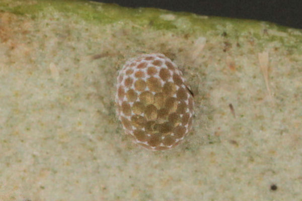 Menophra japygiaria: Bild 8