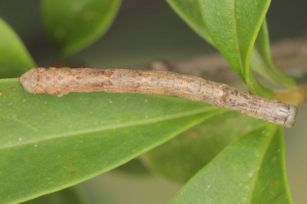 Menophra japygiaria: Bild 33
