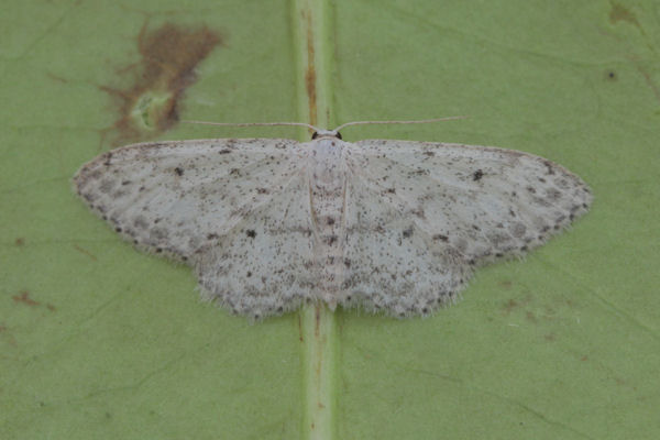 Idaea seriata: Bild 24