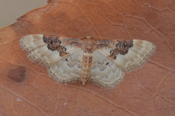 Idaea rusticata: Bild 21