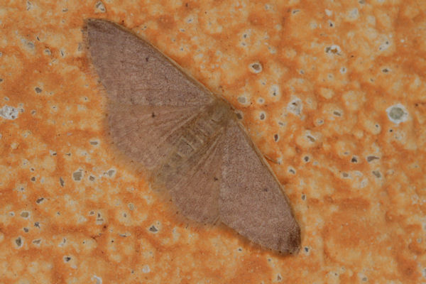 Idaea distinctaria: Bild 5