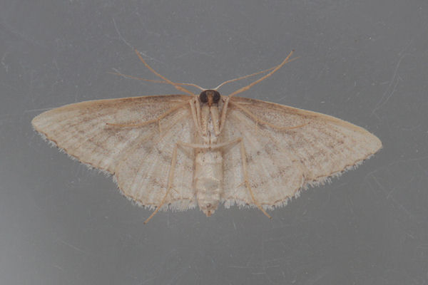 Idaea mediaria: Bild 8