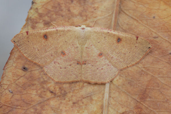 Cyclophora puppillaria: Bild 13