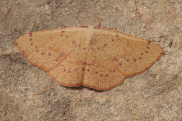 Cyclophora puppillaria: Bild 16