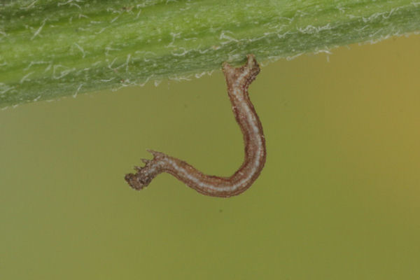 Idaea aureolaria: Bild 6