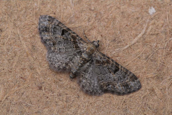 Eupithecia laquaearia: Bild 1