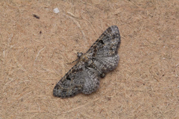 Eupithecia laquaearia: Bild 2