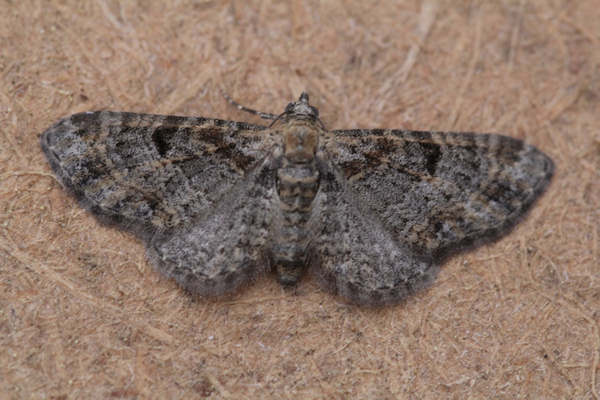 Eupithecia laquaearia: Bild 3