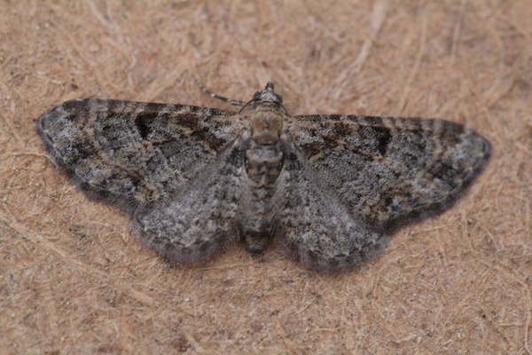 Eupithecia laquaearia: Bild 3